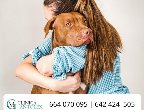 Adoptar una mascota | Animales y salud mental